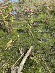 Eleocharis parvula