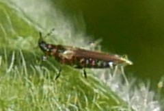 Echinothrips americanus