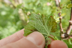 Echinothrips americanus