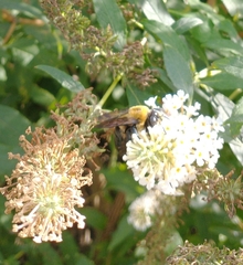 Xylocopa virginica