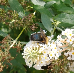 Xylocopa virginica