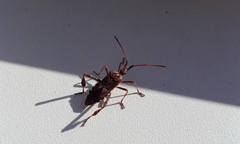 Leptoglossus occidentalis