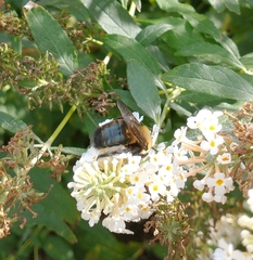 Xylocopa virginica