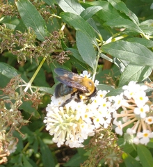 Xylocopa virginica