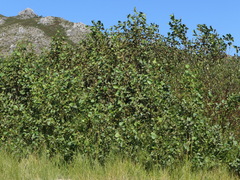 Alnus lusitanica