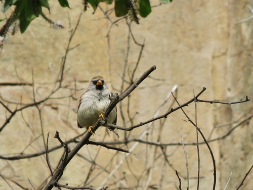 Great Inca Finch (Incaspiza pulchra), photo 10