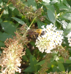 Xylocopa virginica