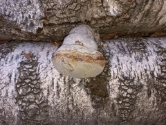 Fomes fomentarius