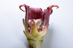 Aspidistra attenuata