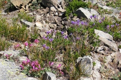 Penstemon rupicola