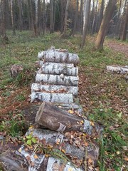 Fomes fomentarius