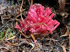 Ramaria araiospora