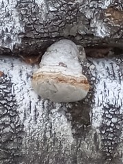 Fomes fomentarius