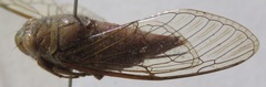 Carineta cinara