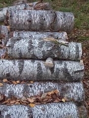 Fomes fomentarius
