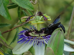 Xylocopa macrops