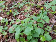 Doronicum