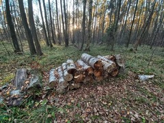 Fomes fomentarius