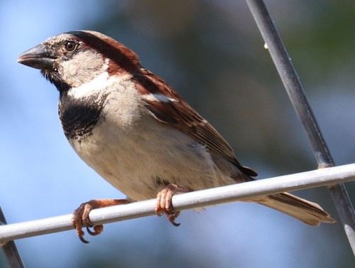 House Sparrow photographed in Texas