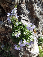 Campanula versicolor