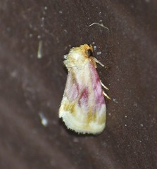Chamaeclea basiochrea