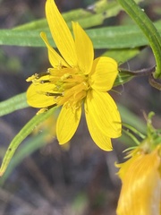 Helianthus porteri