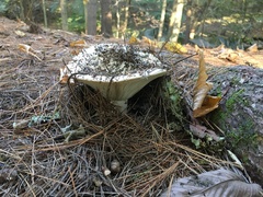 Russula brevipes brevipes