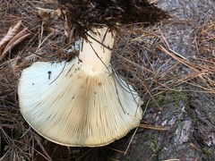 Russula brevipes brevipes