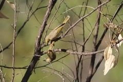Ptilotula flavescens flavescens