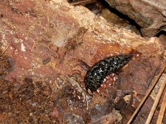 Philomycus carolinianus