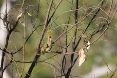 Ptilotula flavescens flavescens