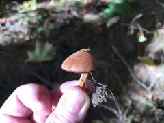 Russula purpurina