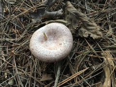 Russula purpurina