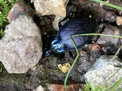 Sphaeroderus