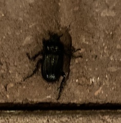 Phileurus