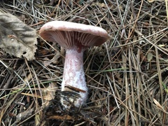 Russula purpurina