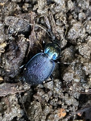 Sphaeroderus