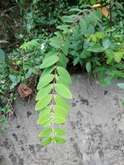 Hypericum geminiflorum