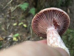 Russula purpurina