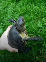 Emys orbicularis