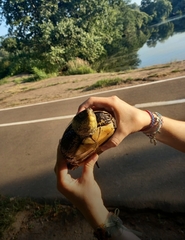 Emys orbicularis