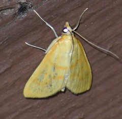 Helvibotys helvialis