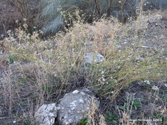 Gypsophila struthium