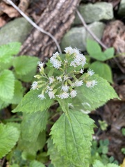 Ageratina altissima