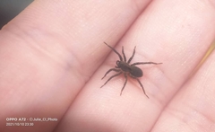 Alopecosa albofasciata