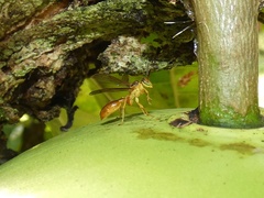 Agelaia centralis image