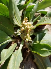 Rumex venosus