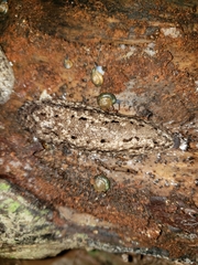 Philomycus carolinianus