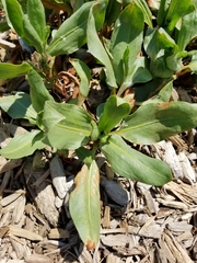 Rumex venosus
