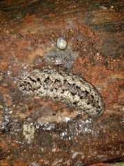 Philomycus carolinianus